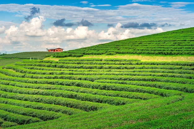 Green tea bud and leaves. Green tea plantations in morning. Nature background.