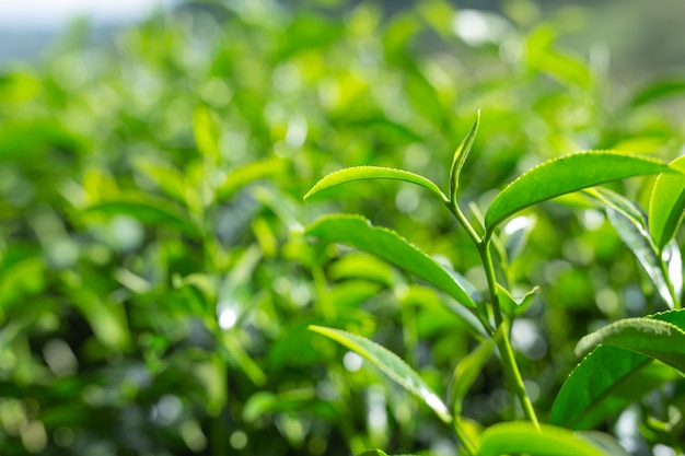 Green tea leaf background in tea plantations.