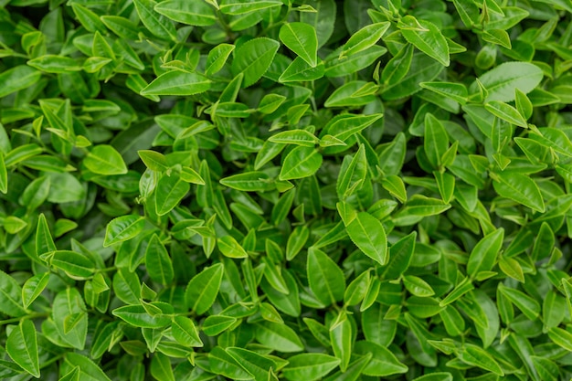 Green tea leaf background in tea plantations.