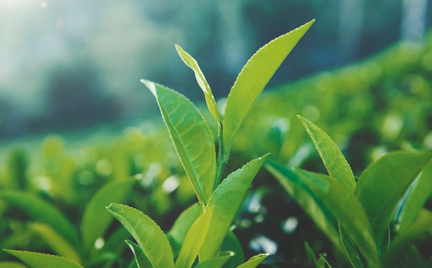 Green tea leaves in Sri Lanka.