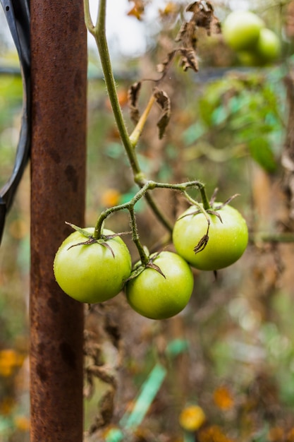 Free Photo green tomatoes