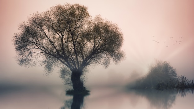 Free photo green tree on body of water