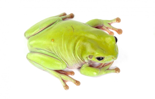 Free photo green tree frog