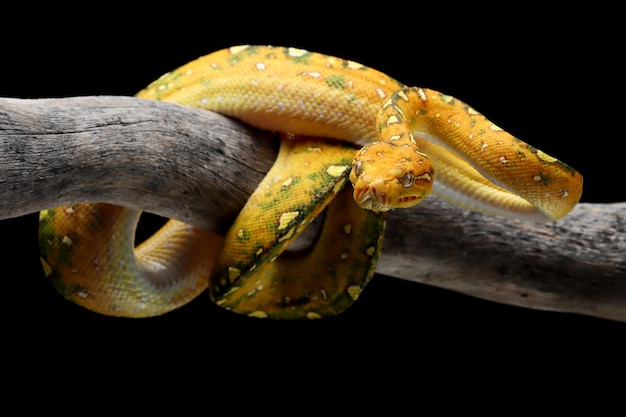 Green tree python juvenile closeup on branch with black background Green tree python Morelia viridis