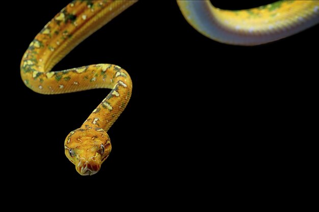 Green tree python juvenile closeup on branch with black background Green tree python Morelia viridis