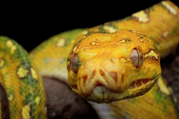 Free photo green tree python juvenile closeup on branch with black background green tree python morelia viridis