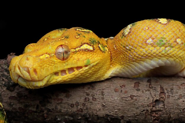 Green tree python juvenile closeup on branch with black background Green tree python Morelia viridis