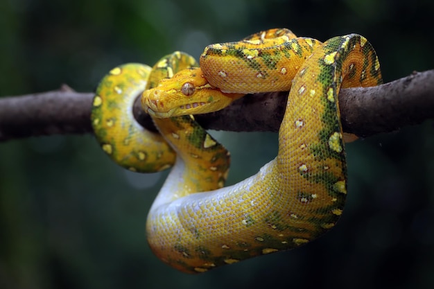 Green tree python juvenile closeup on branch with black background Green tree python Morelia viridis