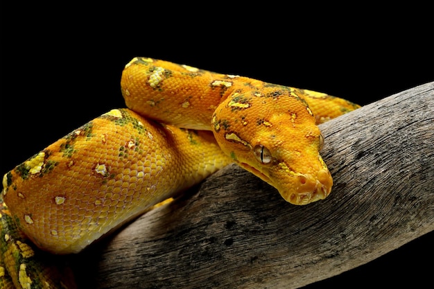 Free photo green tree python juvenile closeup on branch with black background green tree python morelia viridis