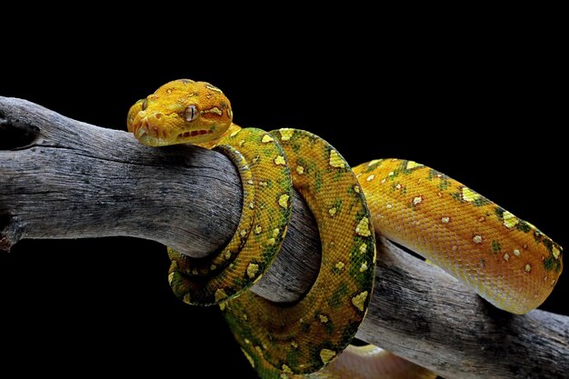 Green tree python juvenile closeup on branch with black background Green tree python