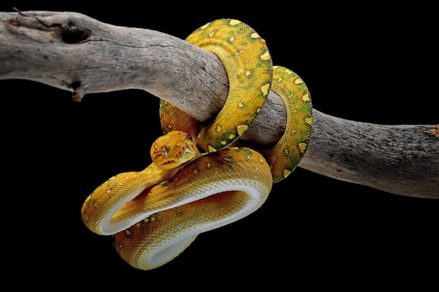 Green tree python juvenile closeup on branch with black background