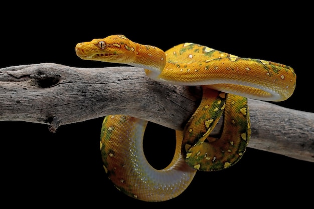 Green tree python juvenile closeup on branch with black background