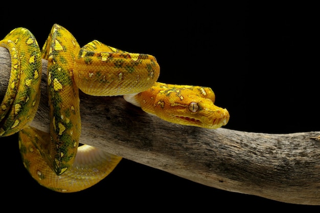 Green tree python juvenile closeup on branch with black background