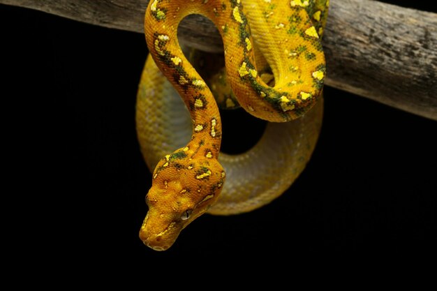 Green tree python juvenile closeup on branch with black background