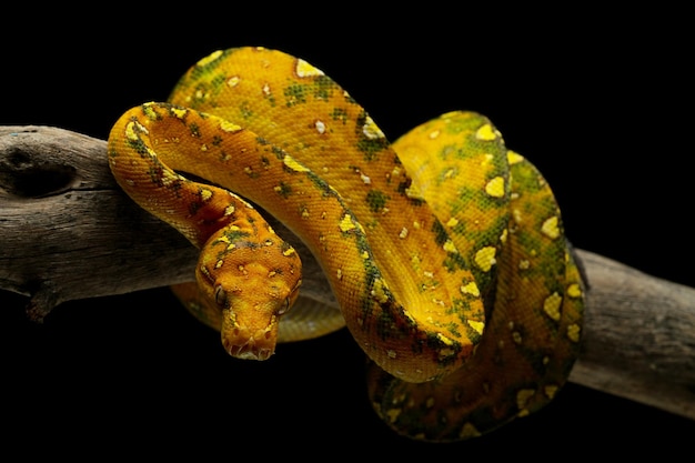 Free photo green tree python juvenile closeup on branch with black background