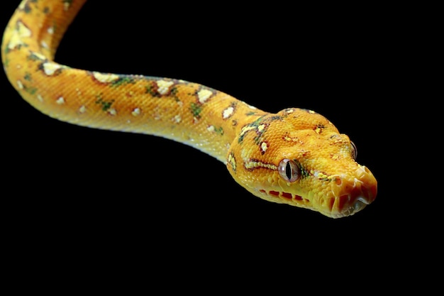 Free photo green tree python juvenile closeup on branch with black background