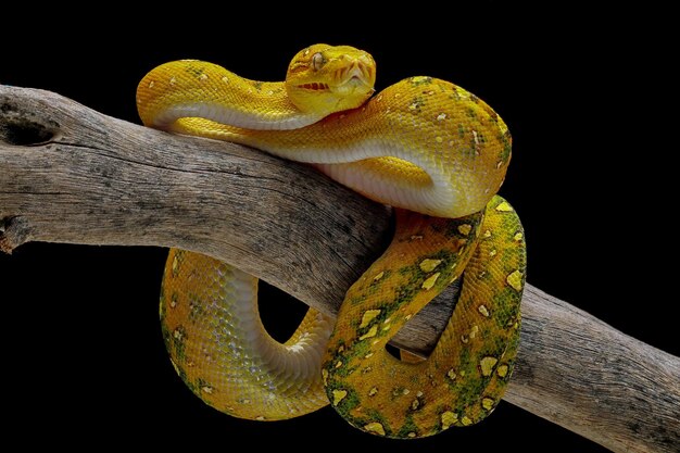 Green tree python juvenile closeup on branch with black background