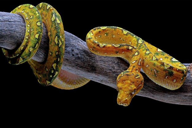 Green tree python juvenile closeup on branch with black background