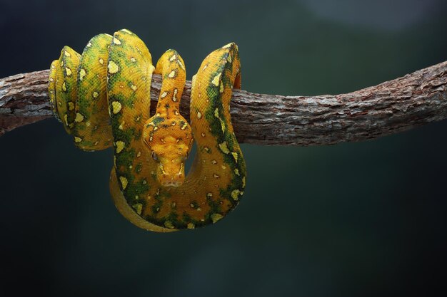 Green tree python juvenile closeup on branch with natural background Green tree python Morelia viridis