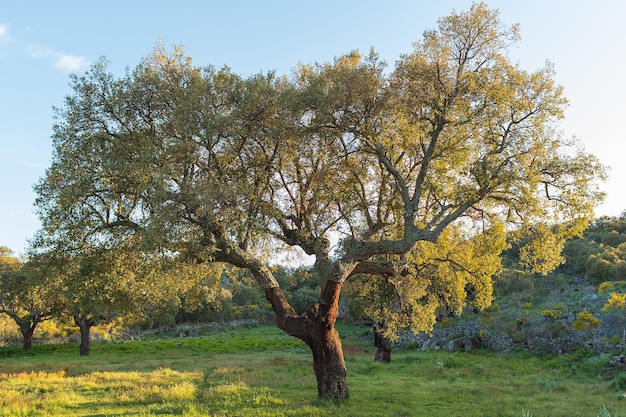 Free photo green tree in spring in extremadura, spain