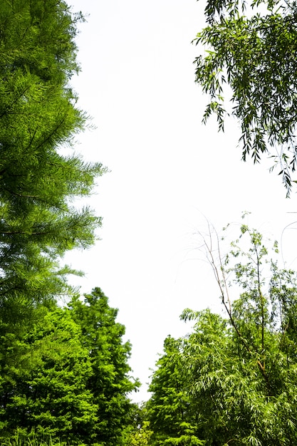 Free photo green tree with white background