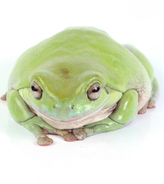 Free Photo green treefrog