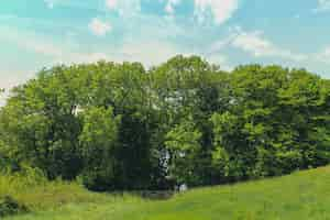 Free photo green trees under the bright sky in lodmoor country park, weymouth, dorset