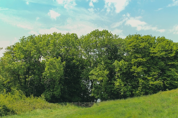 Green trees under the bright sky in Lodmoor Country Park, Weymouth, Dorset