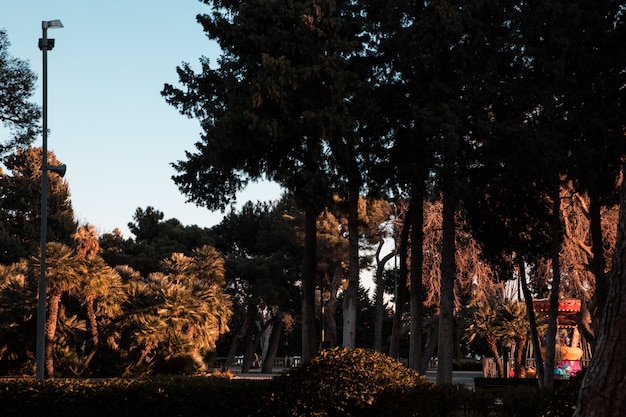 Green trees in the forest or garden