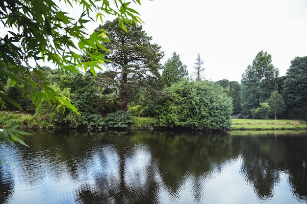 Free Photo green trees on lakeside