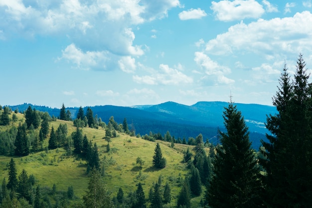 Green trees over the mountain