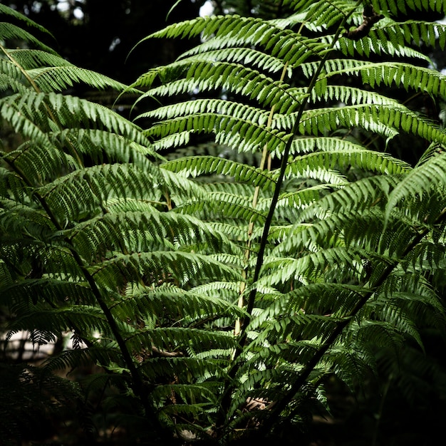 Green tropical leaves background