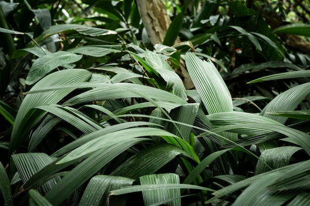 Green tropical leaves background