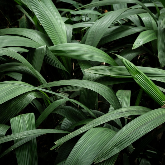 Green tropical leaves background