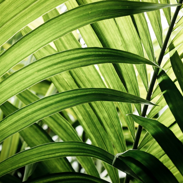 Green tropical leaves closeup