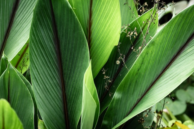 Green tropical leaves closeup