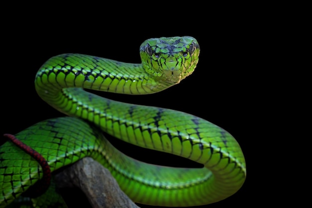 Green viper snake on branch