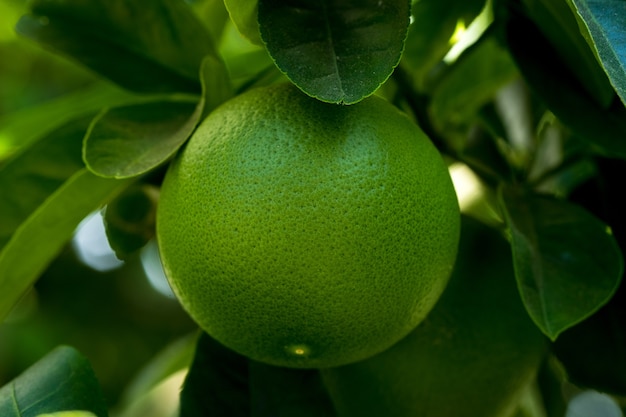 Green waterdew fruit