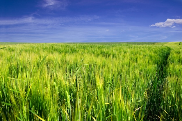 Free Photo green wheat