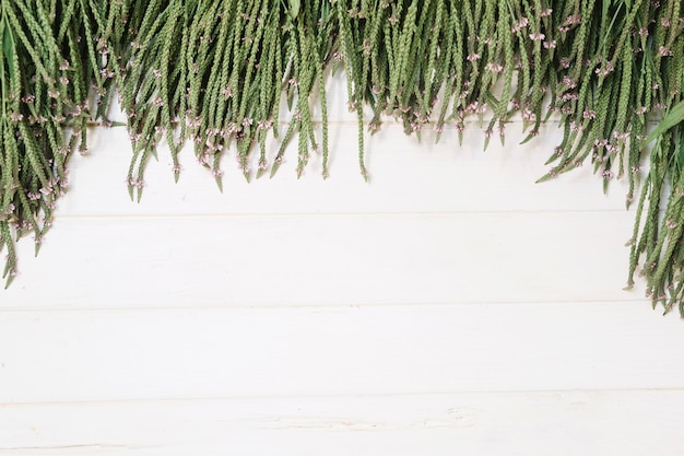 Free photo green on wooden table