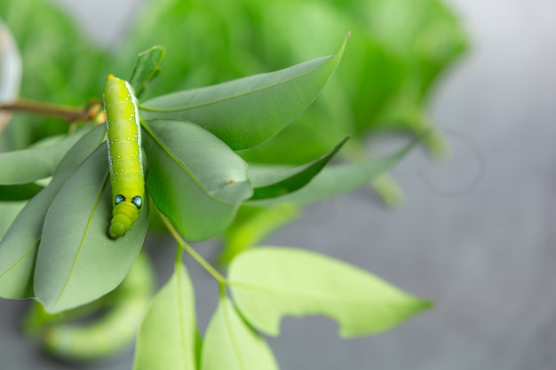 Free Photo a green worm on fresh leaves