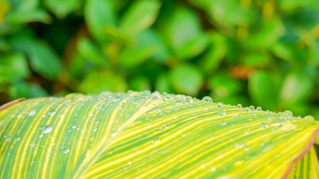 Green and yellow leaf with water drops