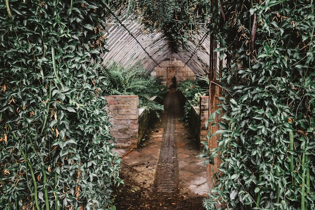 Greenhouse in forest