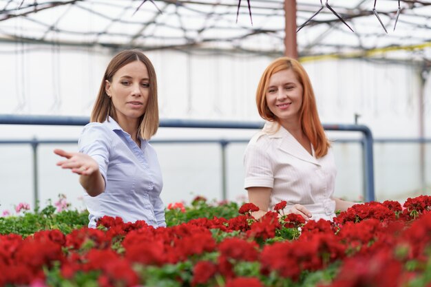 Greenhouse owner presenting geraniums flowers to a potential customer retailer.