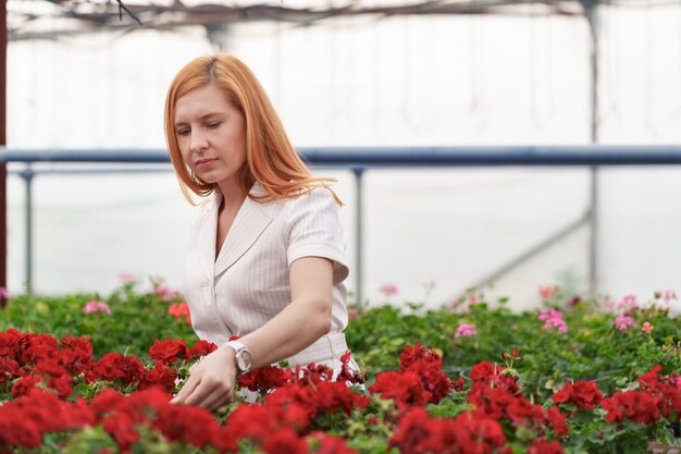 Greenhouse owner watching the geranium flowers harvest with care