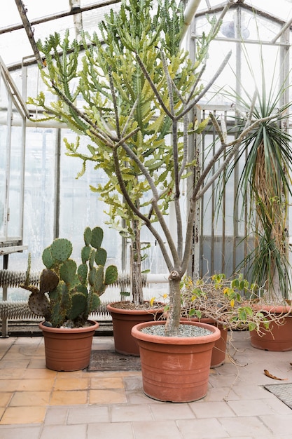 Greenhouse still life