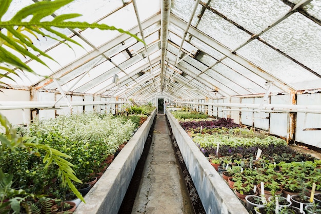 Free photo greenhouse still life