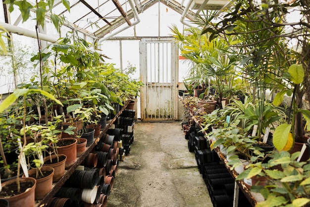 Greenhouse still life