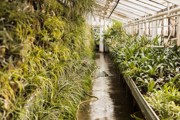 Free photo greenhouse still life