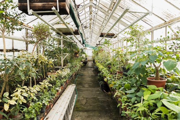 Greenhouse still life